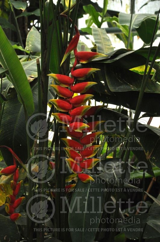 Photo of Heliconia rostrata (Lobster claw plant)