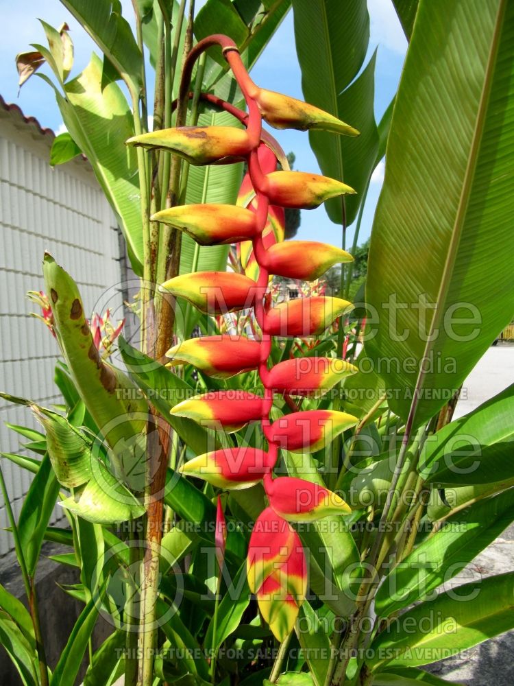 Heliconia rostrata (Lobster claw plant) 3 