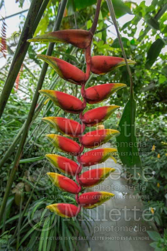 Heliconia rostrata (Lobster claw plant) 5 