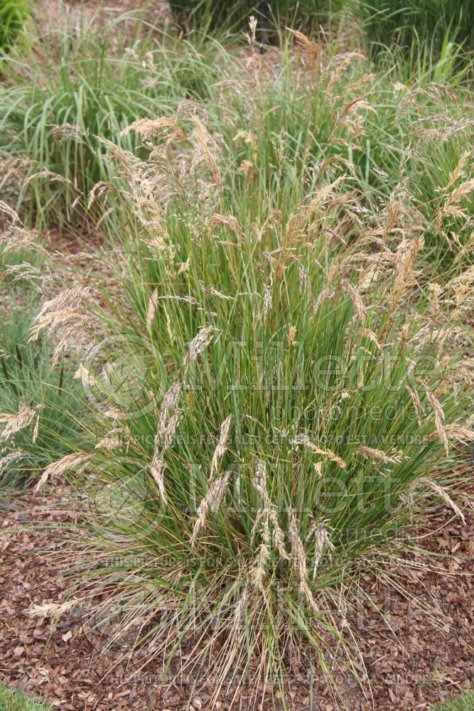 Helictotrichon decorum (alpine oatgrass 1  