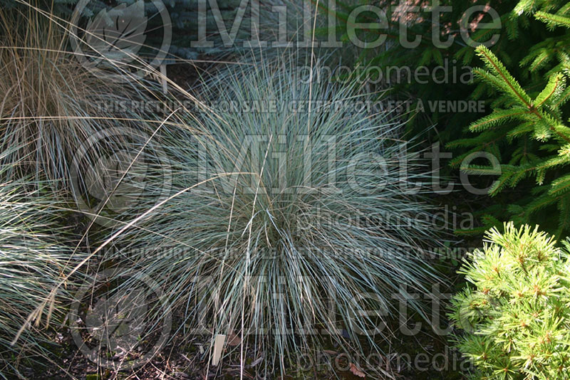 Helictotrichon sempervirens (Blue Oat grass) 3 