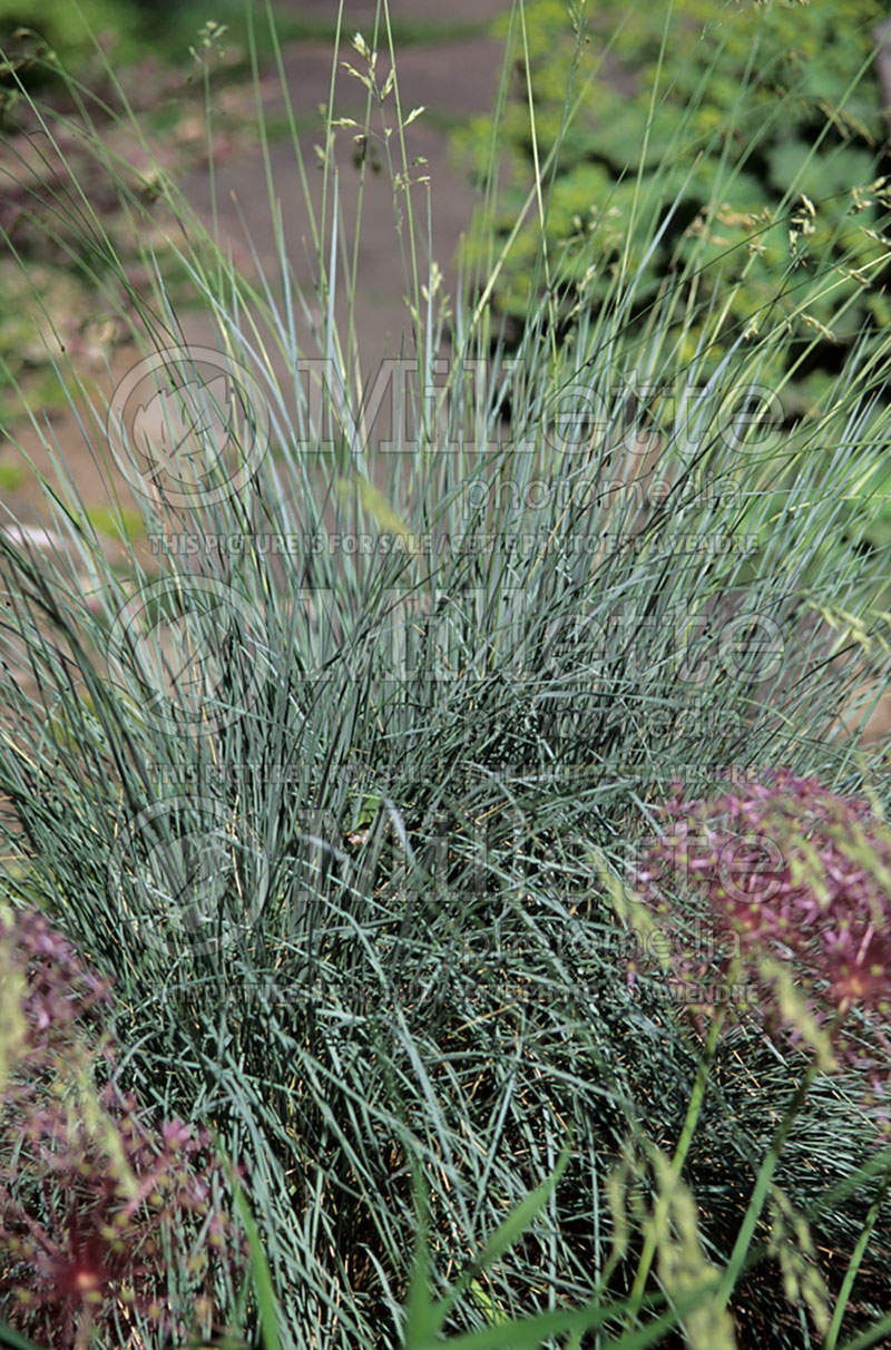 Helictotrichon sempervirens (Blue Oat grass) 1 