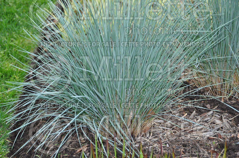 Helictotrichon sempervirens (Blue Oat grass) 2 