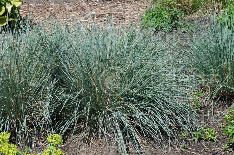 Helictotrichon sempervirens (Blue Oat grass) 6 