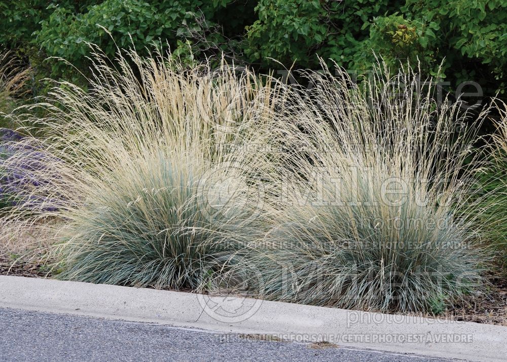 Helictotrichon sempervirens (Blue Oat grass) 4 