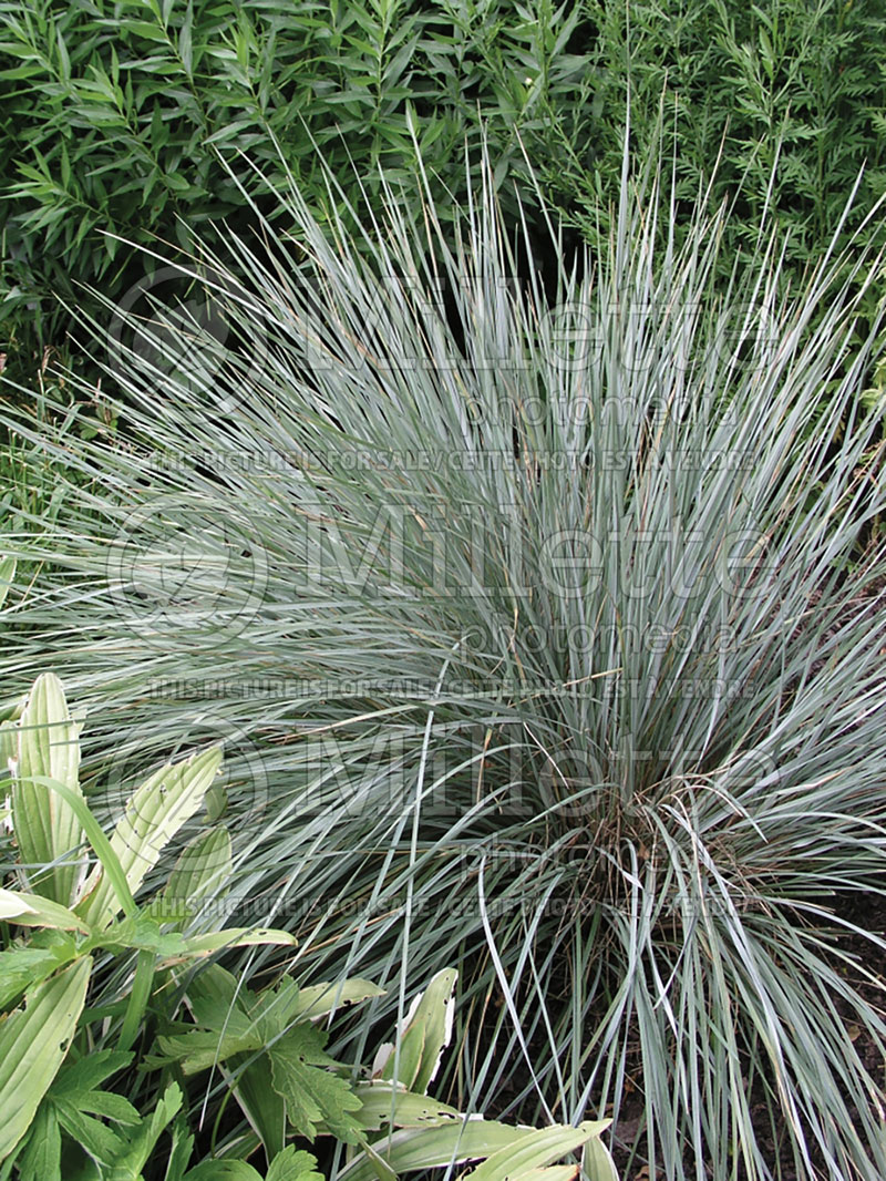 Helictotrichon Sapphire (Blue Oat grass) 1 