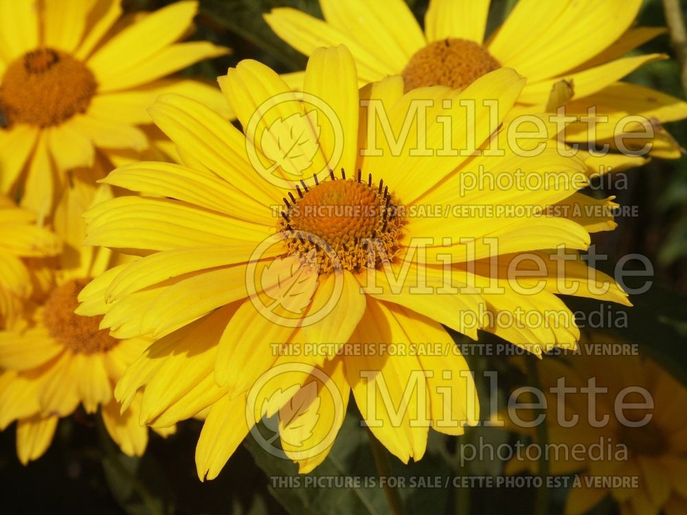 Heliopsis Mars (False Sunflower) 1 