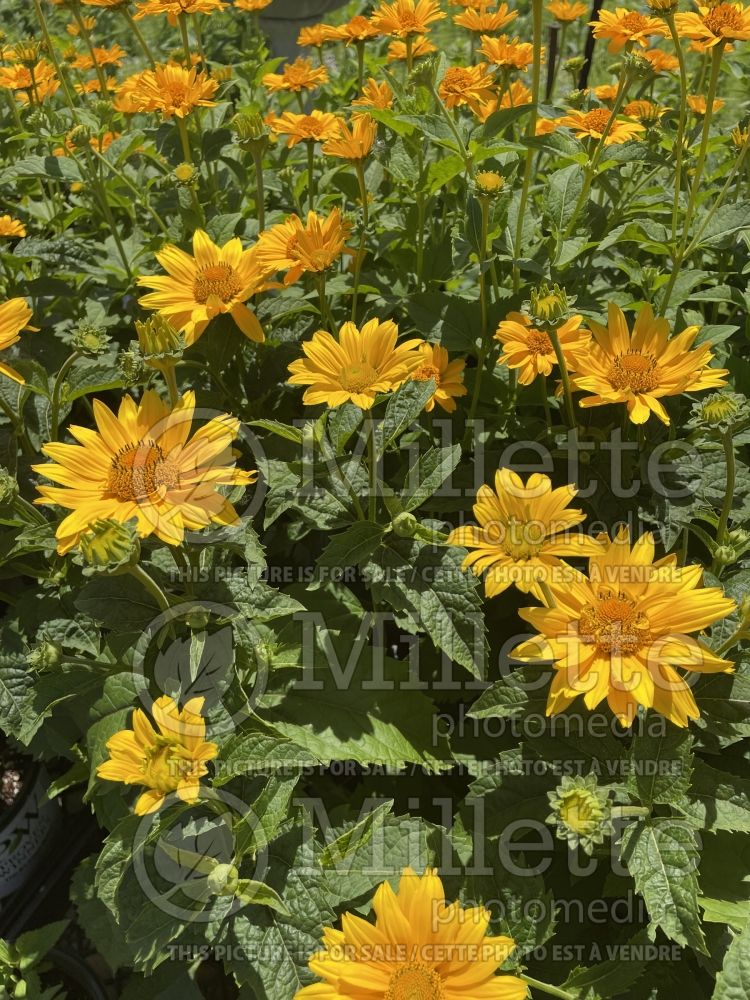 Heliopsis Tuscan Sun (False Sunflower) 9 