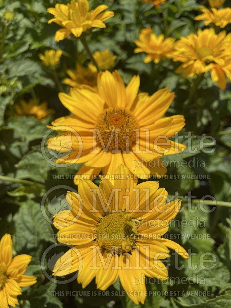 Heliopsis Tuscan Sun (False Sunflower) 10 