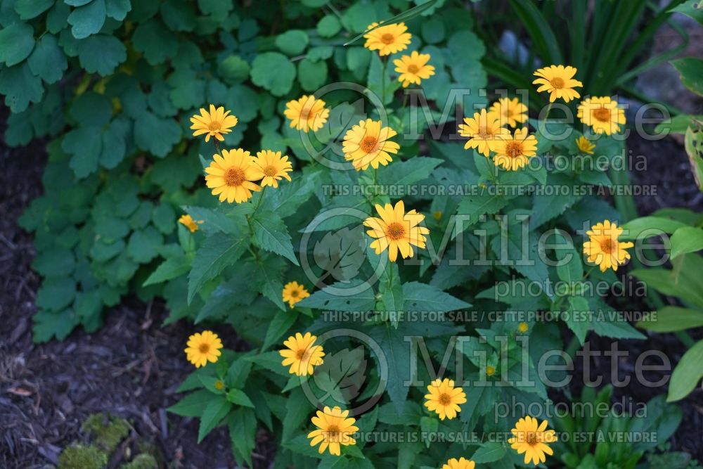 Heliopsis Tuscan Gold (False Sunflower) 2 