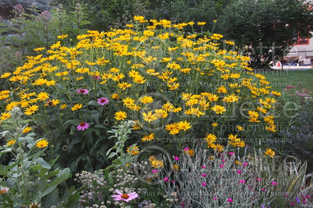 Heliopsis helianthoides (False Sunflower)  2 