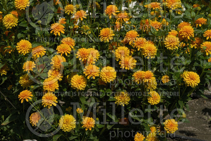 Heliopsis Asahi (False Sunflower) 1 