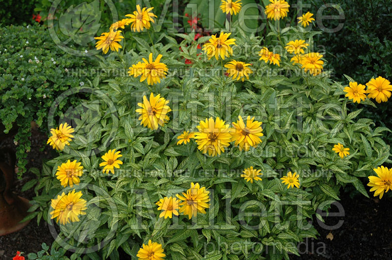 Heliopsis Loraine Sunshine or Helhan (False Sunflower) 2