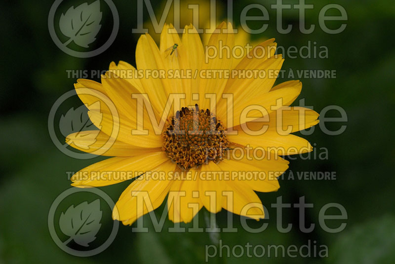 Heliopsis helianthoides (False Sunflower)   3