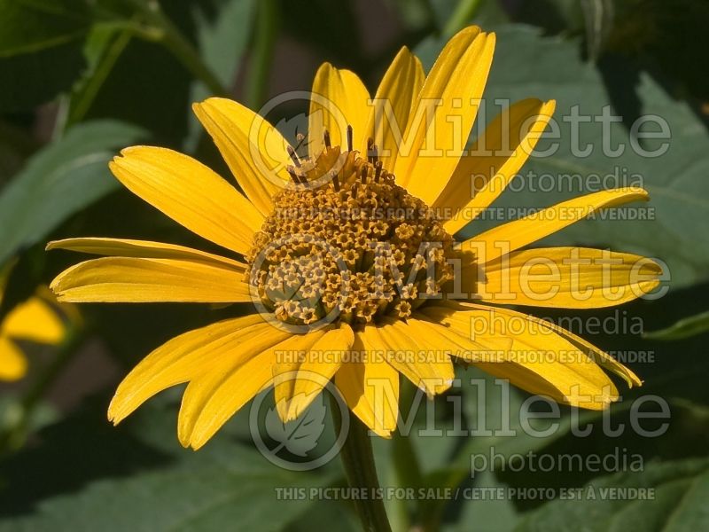 Heliopsis Summer Nights (False Sunflower) 2