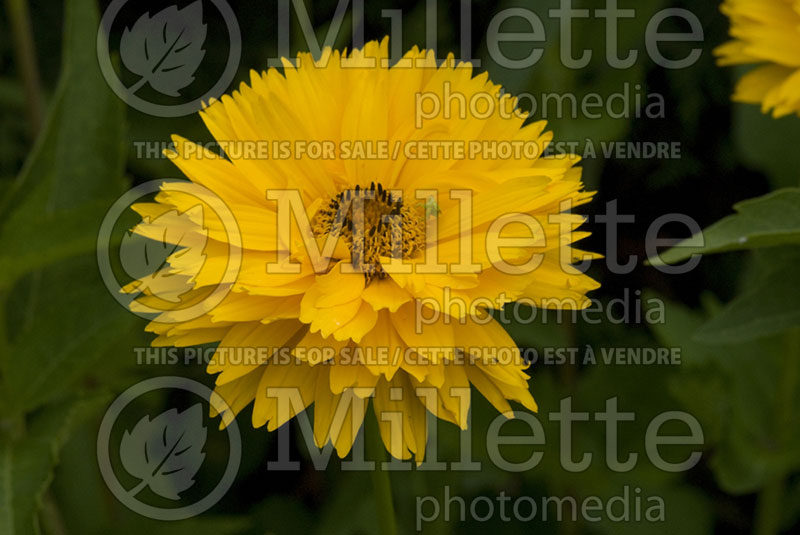 Heliopsis Summer Sun (False Sunflower) 1 