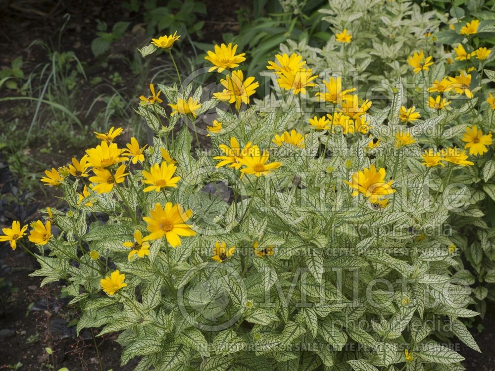 Heliopsis Sunburst (False Sunflower) 7