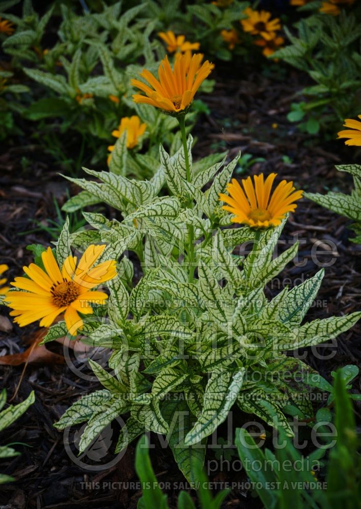 Heliopsis Sunstruck (False Sunflower) 2 