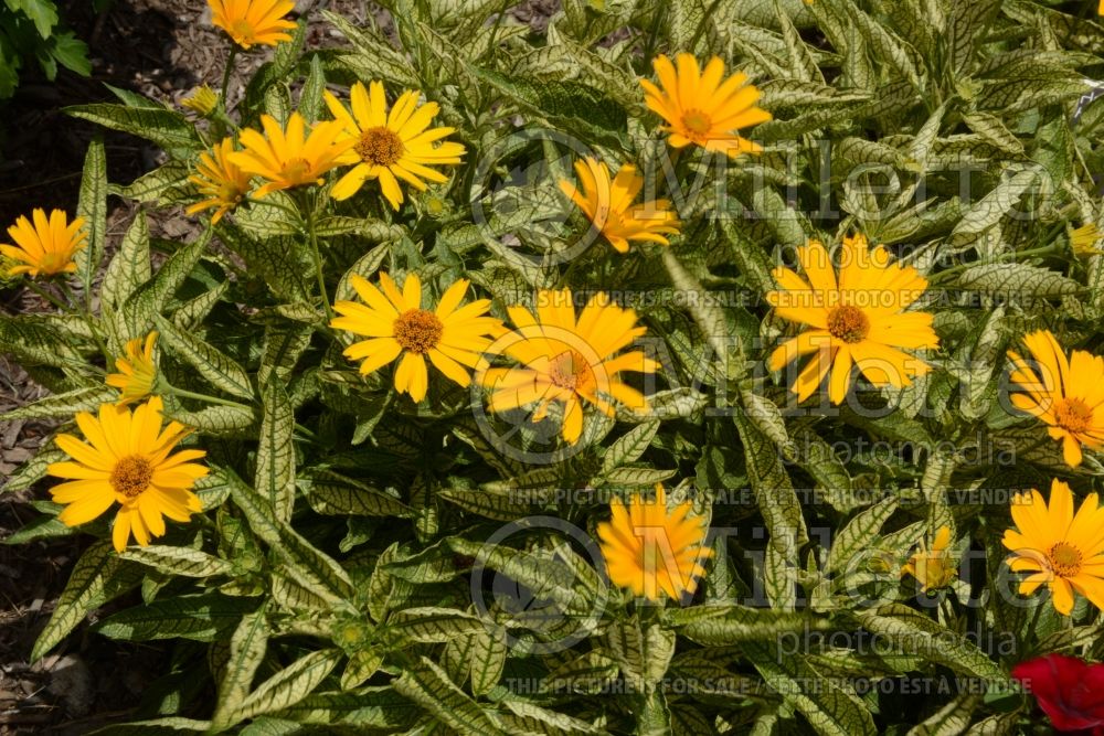 Heliopsis Sunstruck (False Sunflower) 1 