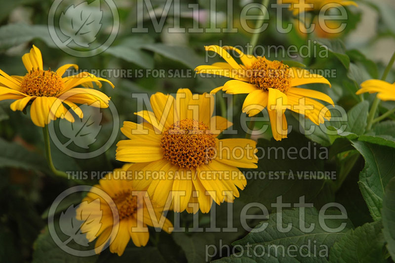 Heliopsis Tuscan Sun (False Sunflower) 2 