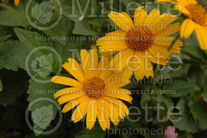 Heliopsis Tuscan Sun (False Sunflower) 5 