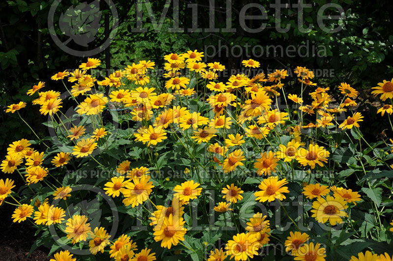 Heliopsis Tuscan Sun (False Sunflower) 1 