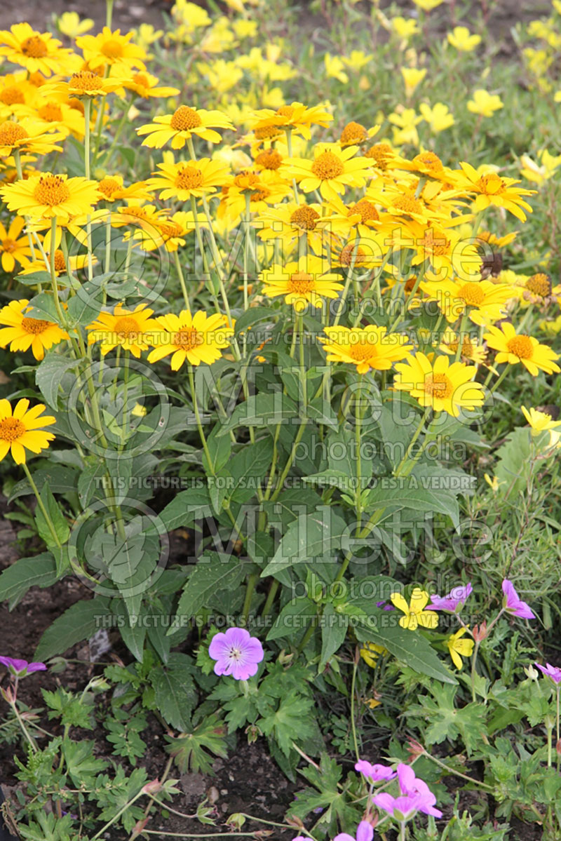 Heliopsis Tuscan Sun (False Sunflower) 7 