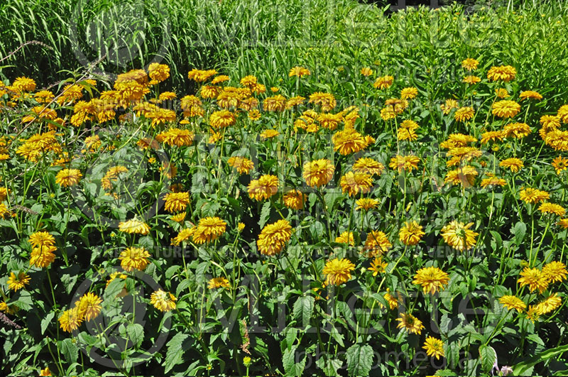 Heliopsis Sunburst (False Sunflower) 3