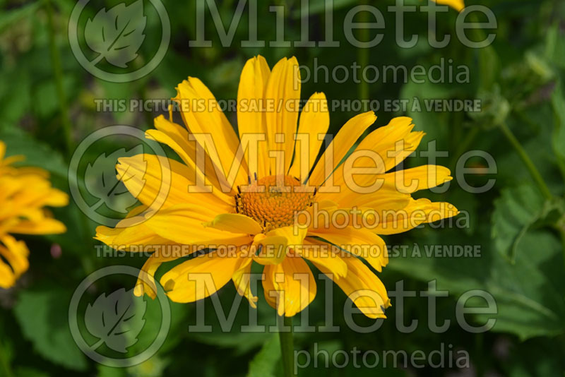 Heliopsis Sunburst (False Sunflower) 6