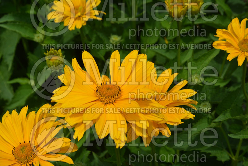 Heliopsis Sunburst (False Sunflower) 5