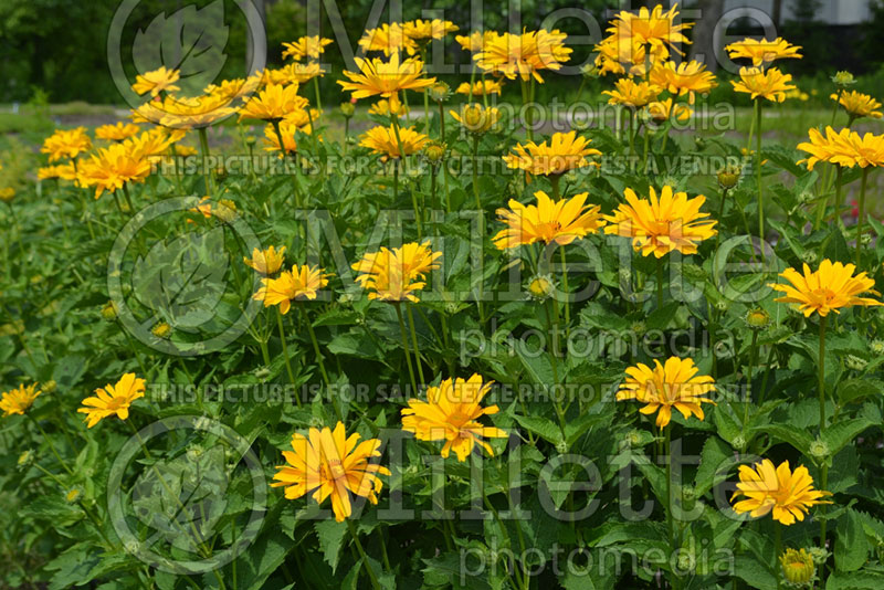 Heliopsis Sunburst (False Sunflower) 4