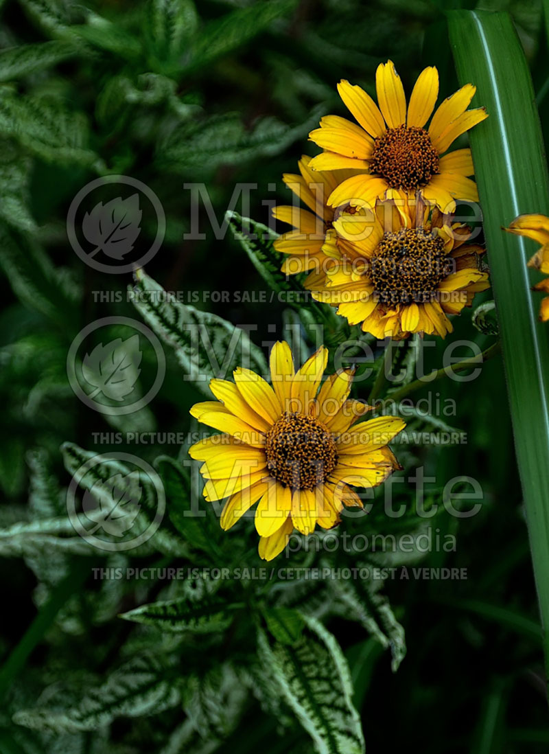 Heliopsis Loraine Sunshine or Helhan (False Sunflower) 3