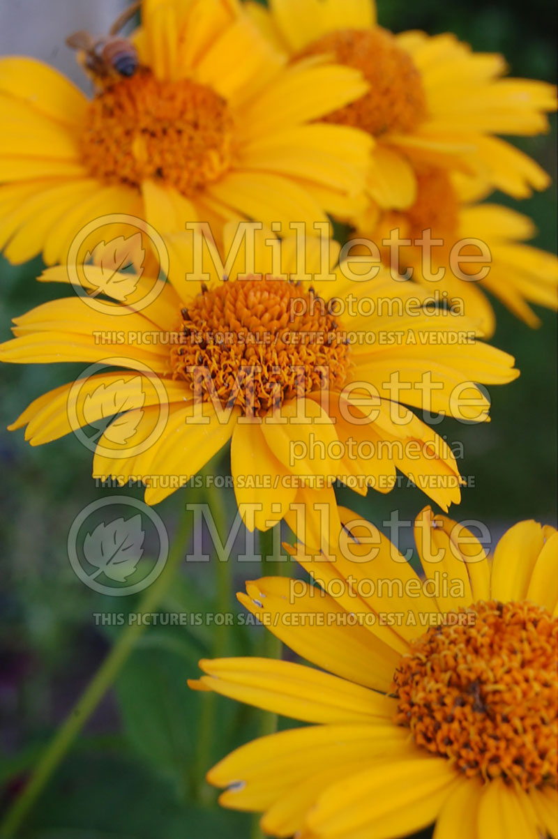 Heliopsis Tuscan Sun (False Sunflower) 4 