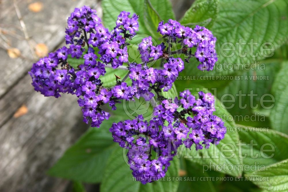 Heliotropium Marine (Heliotrope) 5 