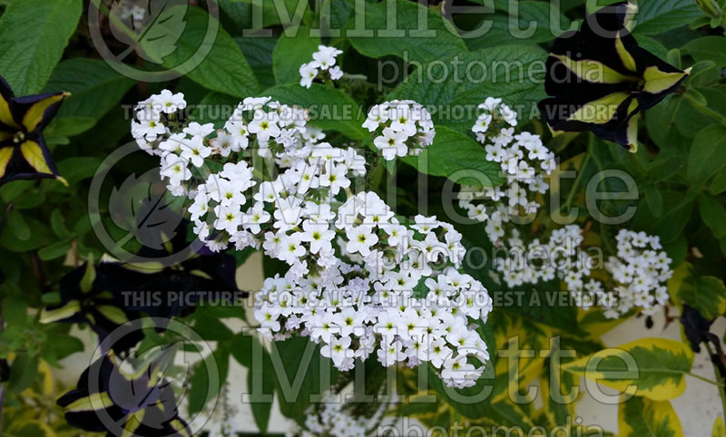 Heliotropium White Lady (Heliotrope) 1 