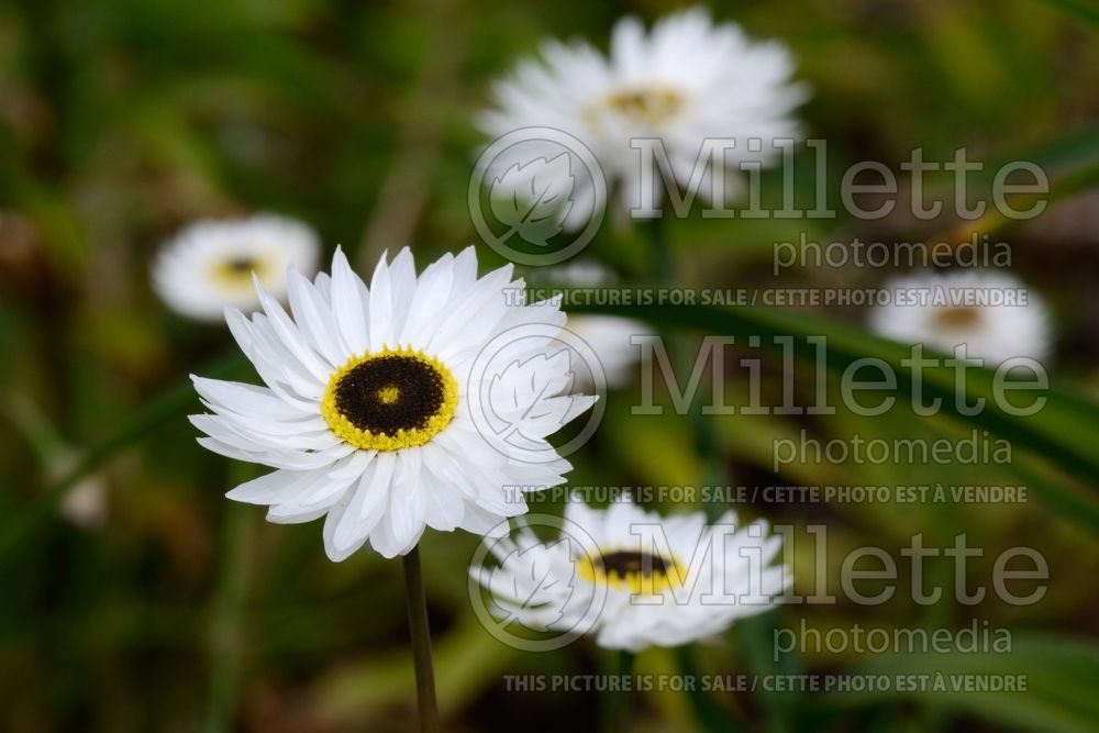 Helipterum Pierrot White (Strawflower) 1 