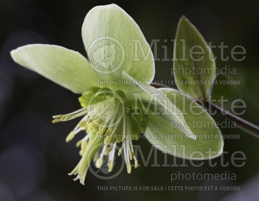 Helleborus Illumi Lime (Lenten Rose) 1