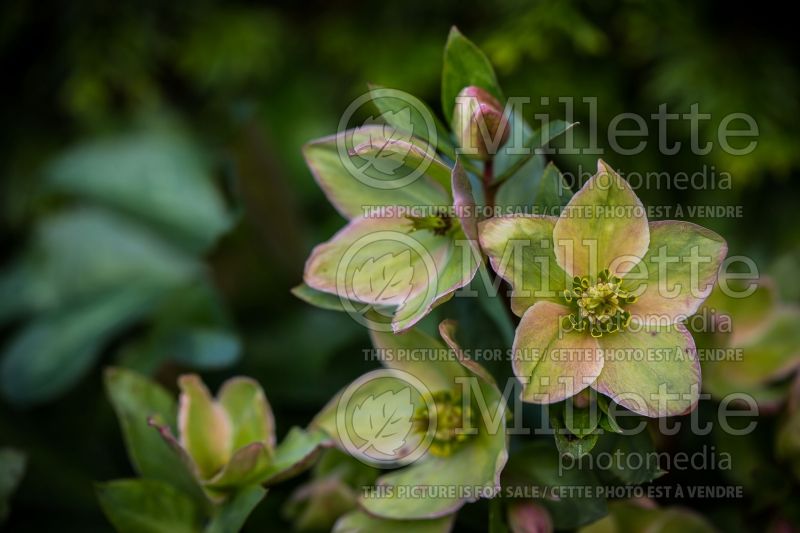 Helleborus Ivory Prince or Walhelivor (Lenten Rose) 4