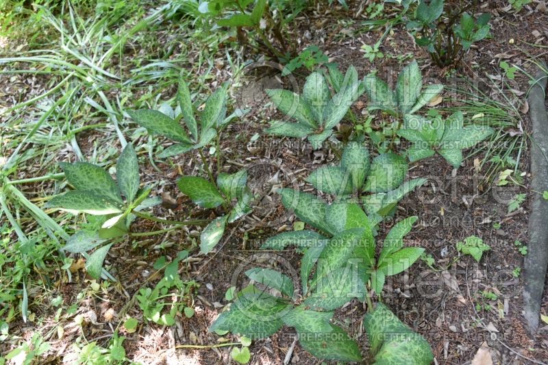 Helleborus White Marble (Foxtail Lilies) 1 