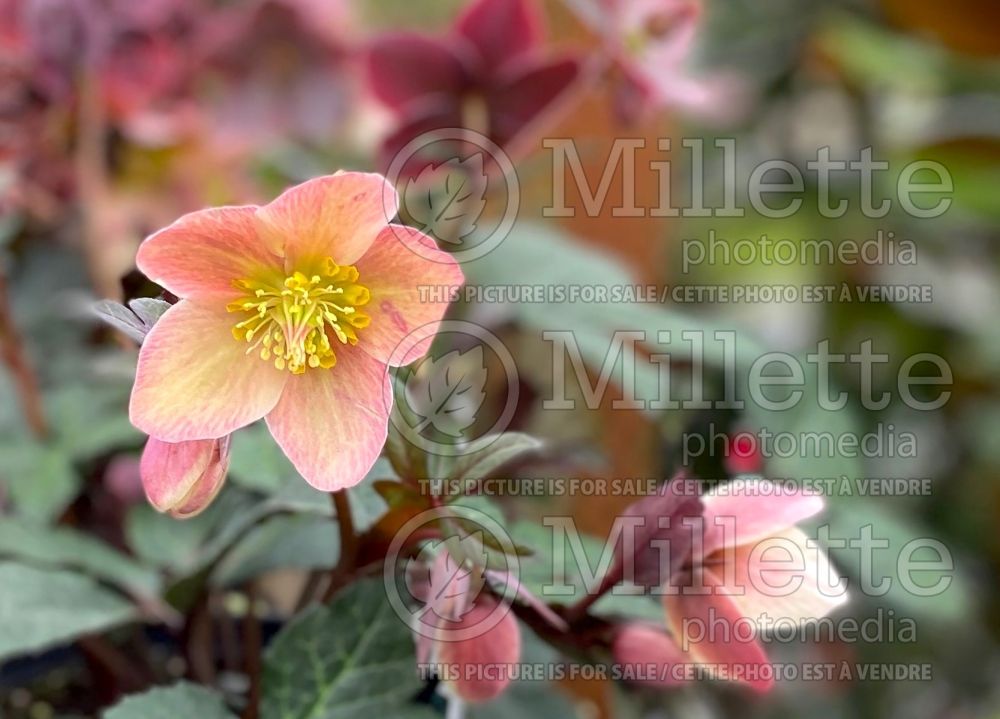 Helleborus HGC Pink Frost (Lenten Rose) 9 