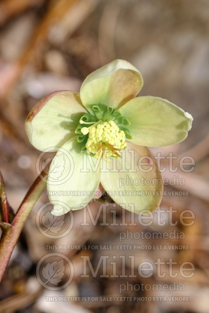 Helleborus Candy Love (Lenten Rose) 2