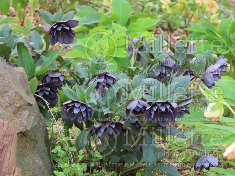 Helleborus Wedding Party Dark and Handsome (Lenten Rose) 1