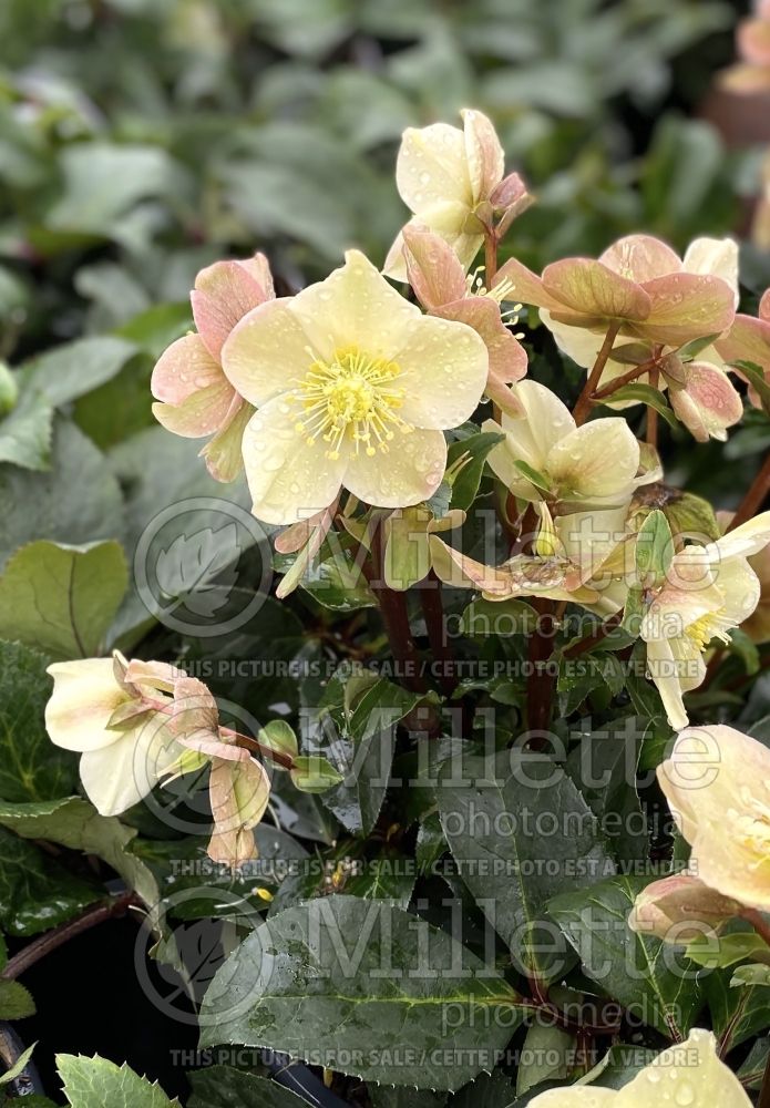 Helleborus Eric Smith (Lenten Rose) 1