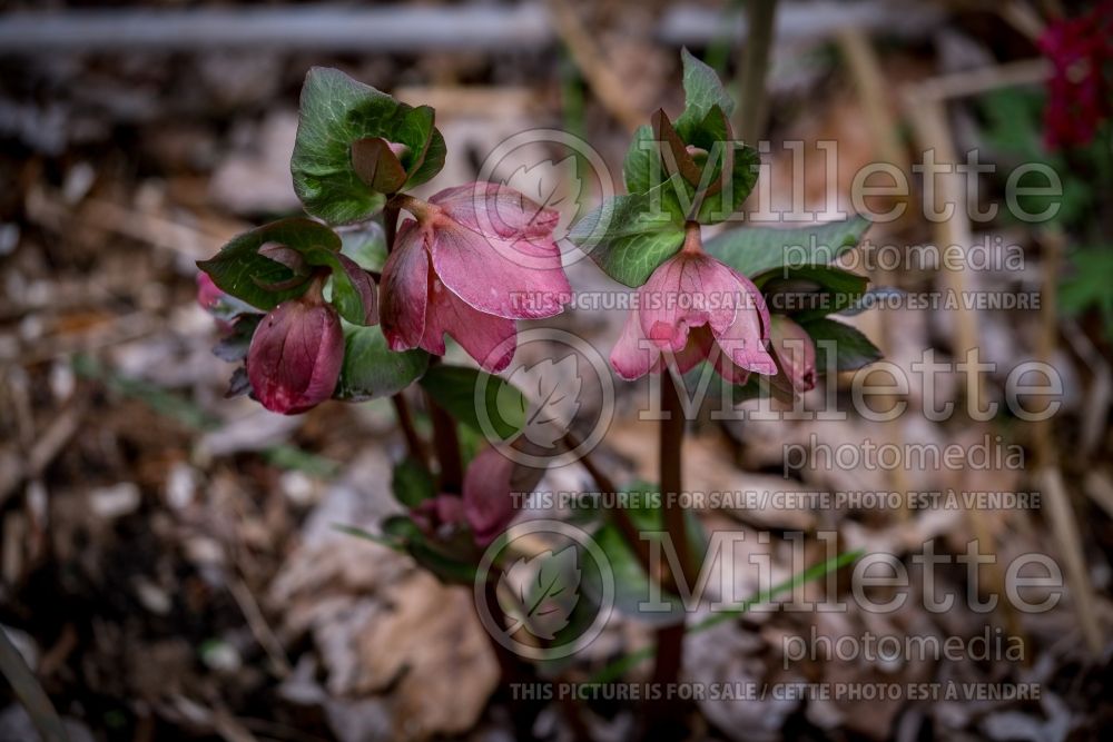 Helleborus Frostkiss Cheryl's Shine (Lenten Rose) 3