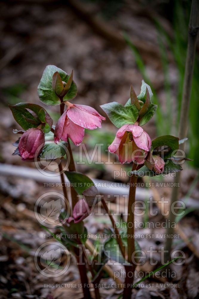 Helleborus Frostkiss Cheryl's Shine (Lenten Rose) 4