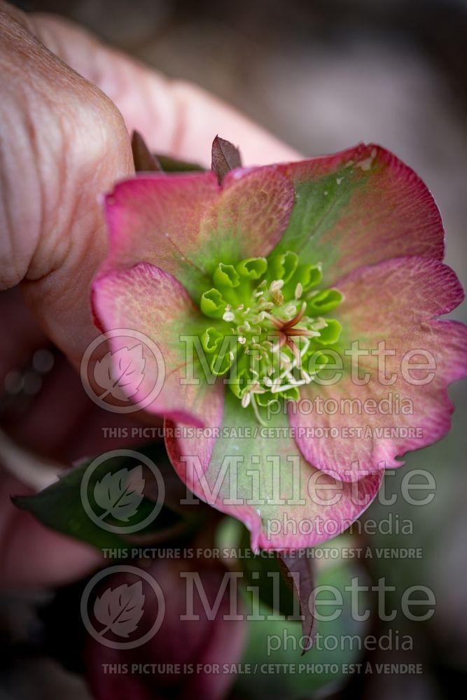 Helleborus Frostkiss Cheryl's Shine (Lenten Rose) 1