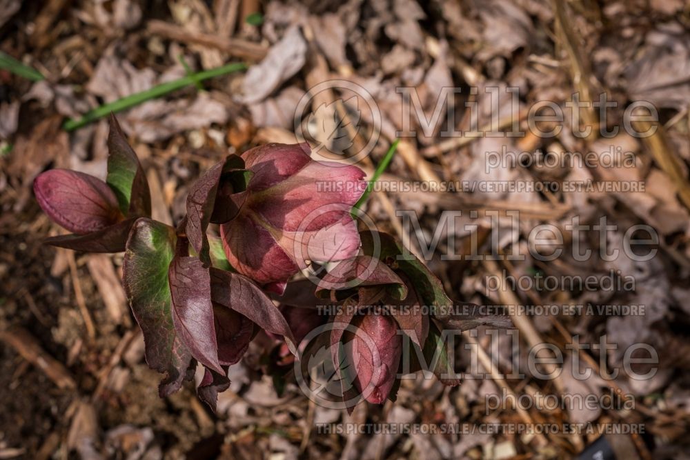 Helleborus Frostkiss Cheryl's Shine (Lenten Rose) 2