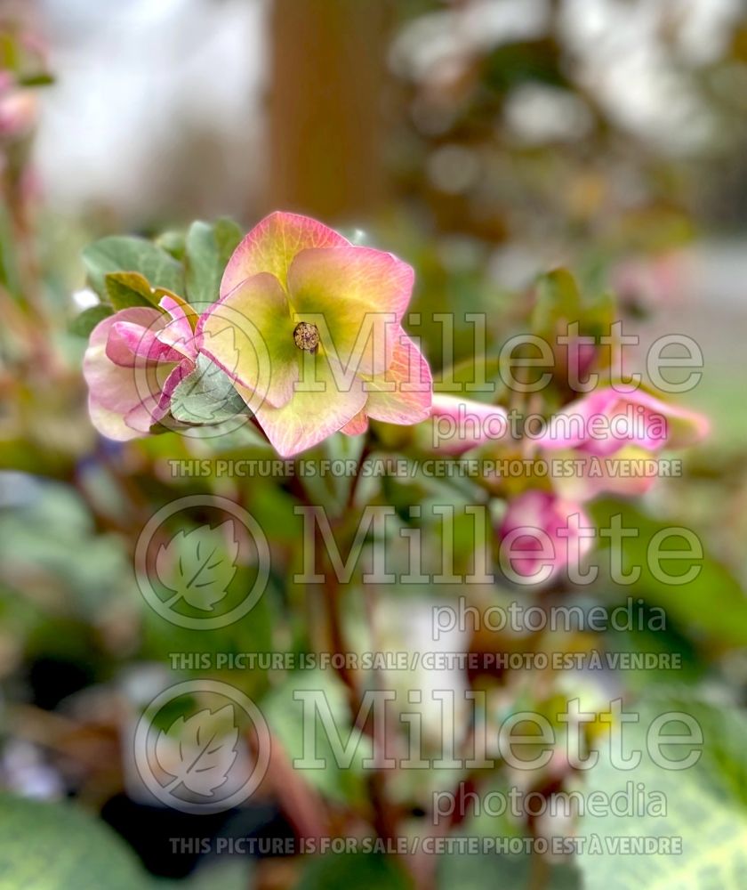 Helleborus Frostkiss Glenda's Gloss (Lenten Rose) 4