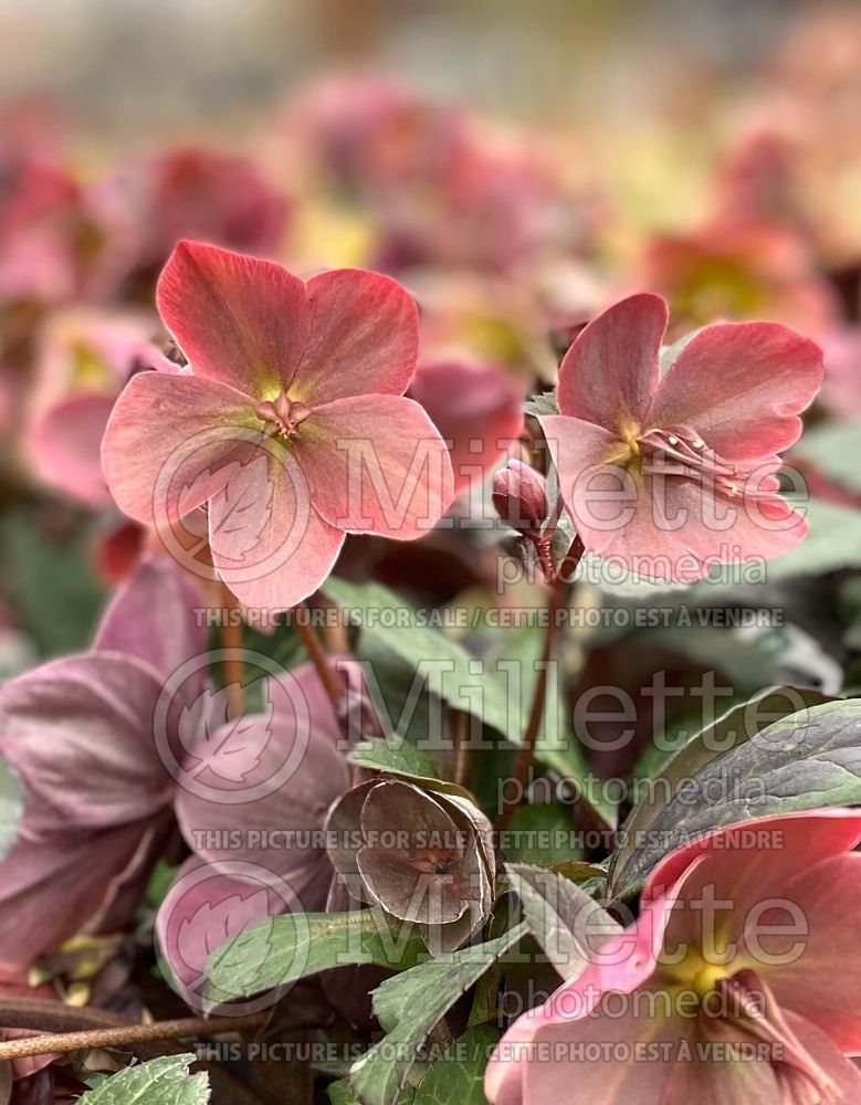 Helleborus HGC Merlin (Lenten Rose) 5