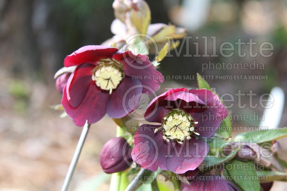 Helleborus Red Lady (Lenten Rose) 5